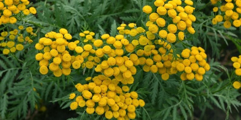 Tansy para eliminar parasitos do corpo