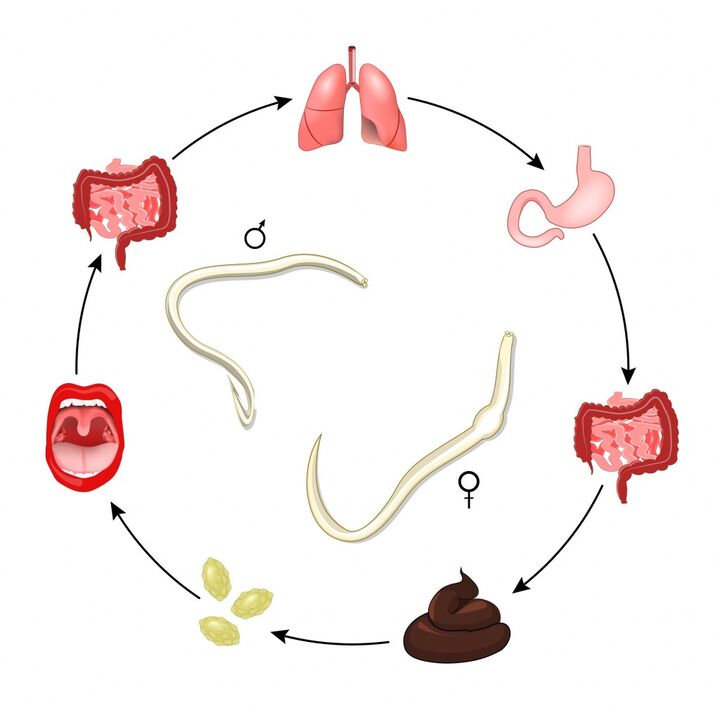 Ciclo de vida dos gusanos redondos